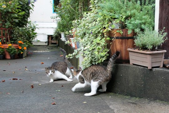 街のねこたち