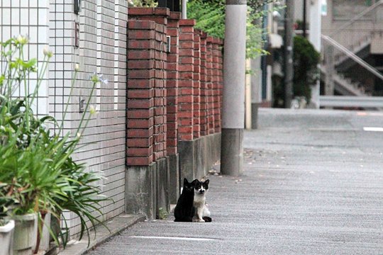 街のねこたち
