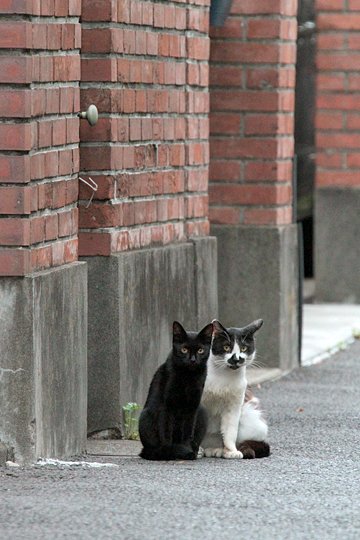 街のねこたち