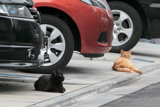 街のねこたち