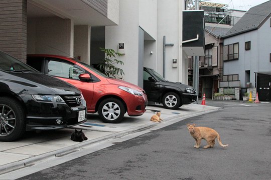 街のねこたち