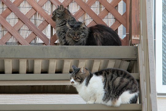 街のねこたち