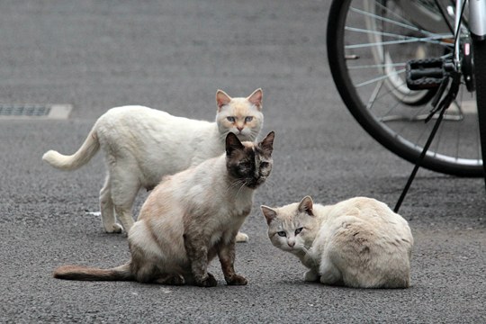 街のねこたち