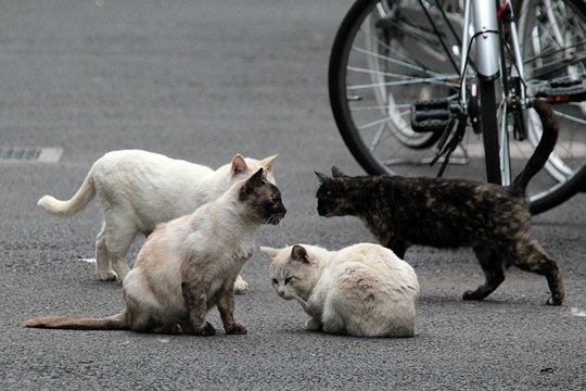 街のねこたち