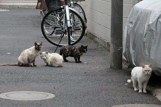 街のねこたち