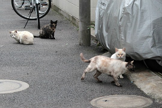 街のねこたち