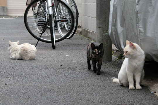 街のねこたち
