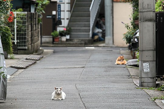 街のねこたち