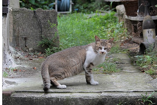 街のねこたち