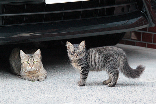 街のねこたち