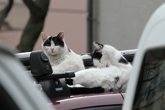 街のねこたち