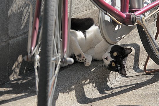 街のねこたち