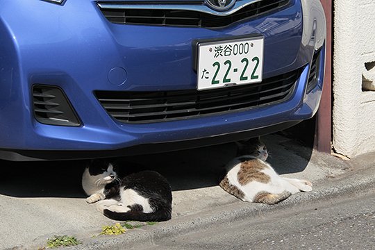 街のねこたち
