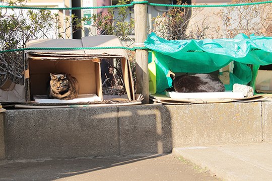 街のねこたち
