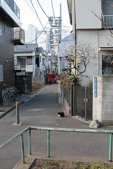 街のねこたち