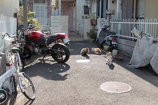 街のねこたち