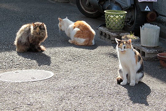 街のねこたち