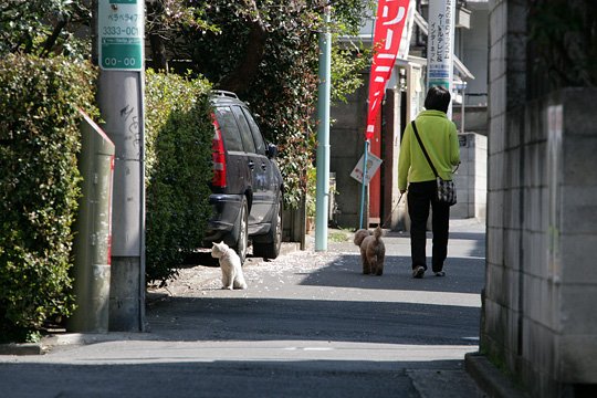 街のねこたち