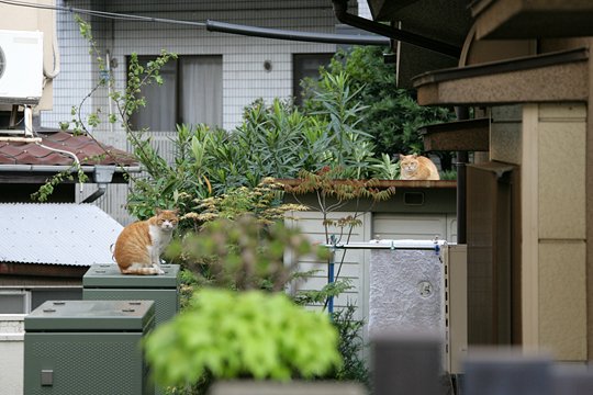 街のねこたち