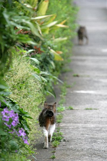 街のねこたち