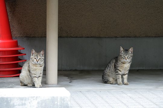 街のねこたち