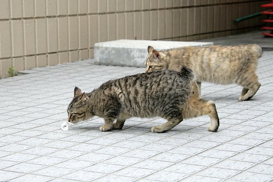 街のねこたち