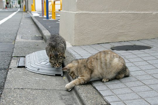 街のねこたち