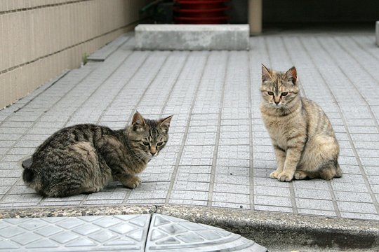 街のねこたち