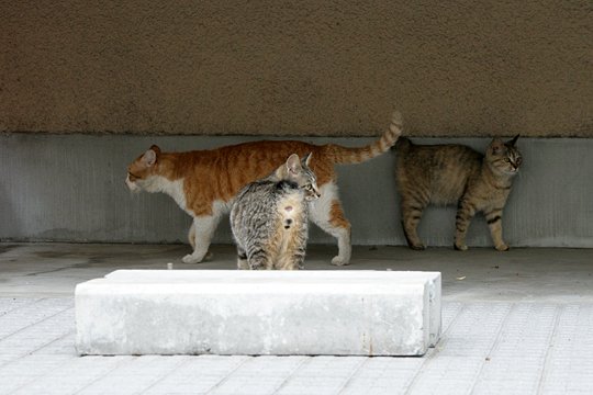 街のねこたち