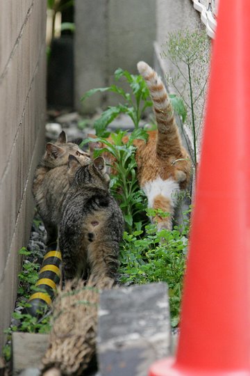 街のねこたち