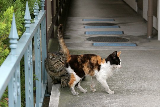 街のねこたち