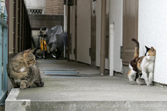 街のねこたち