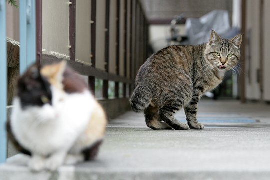 街のねこたち