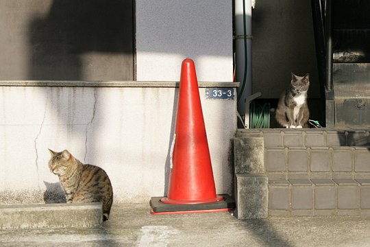 街のねこたち