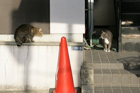 街のねこたち