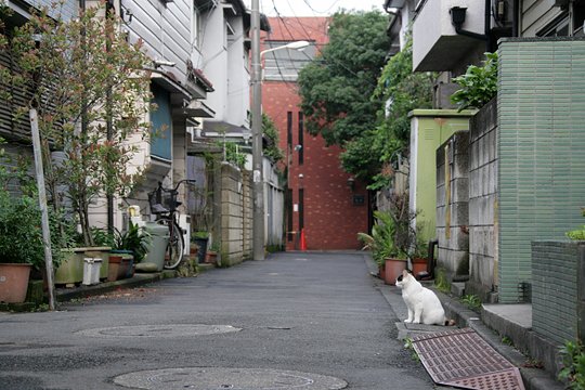 街のねこたち