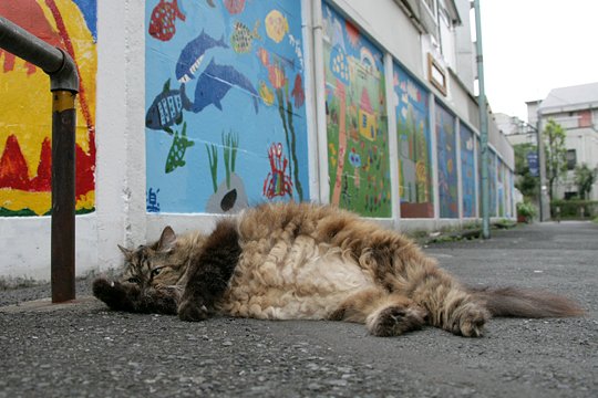 街のねこたち