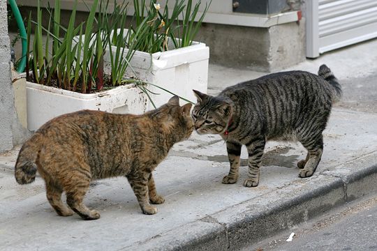 街のねこたち