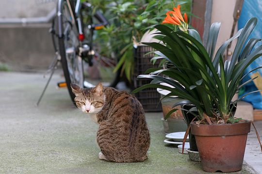 街のねこたち