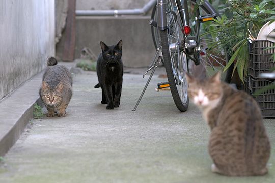 街のねこたち