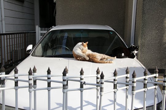 街のねこたち