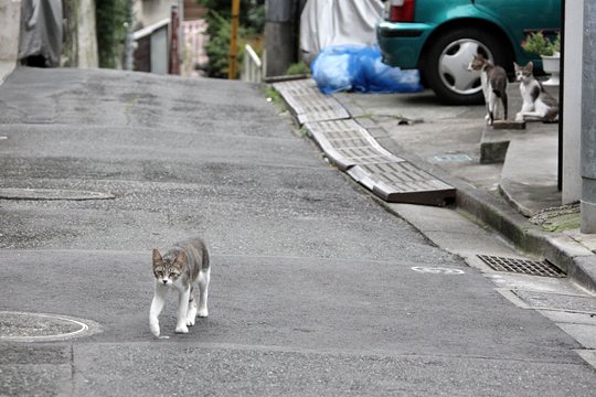 街のねこたち