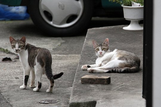 街のねこたち