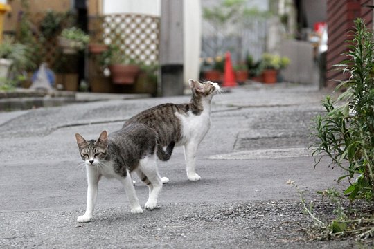 街のねこたち