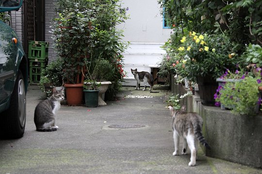 街のねこたち