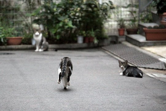 街のねこたち