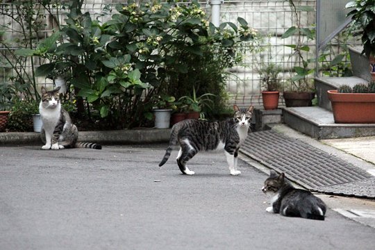 街のねこたち