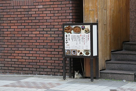 街のねこたち