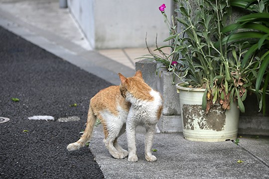 街のねこたち