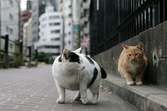 街のねこたち